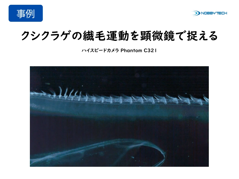 クシクラゲの繊毛運動を顕微鏡で捉える - ハイスピードカメラによるメタクロナールウェーブの詳細観察