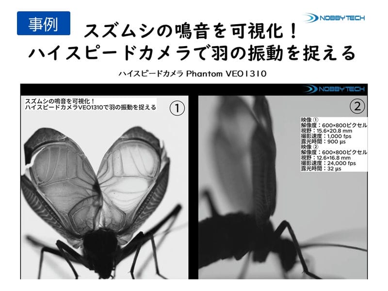 スズムシの鳴音を可視化!ハイスピードカメラVEO1310で羽の振動を捉える