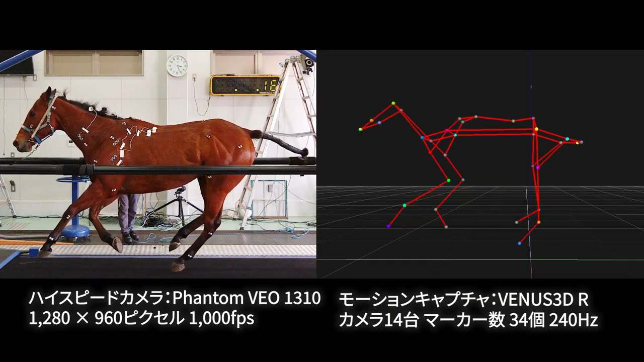 トレッドミル上の馬のモーションキャプチャとハイスピード映像