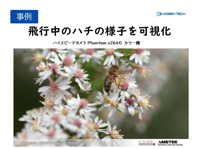 飛行中のハチの様子を可視化